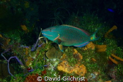 A Stoplight Parrotfish(terminal phase) in the waters off ... by David Gilchrist 